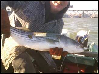 33 inch Striper 12-4-05
(Released)