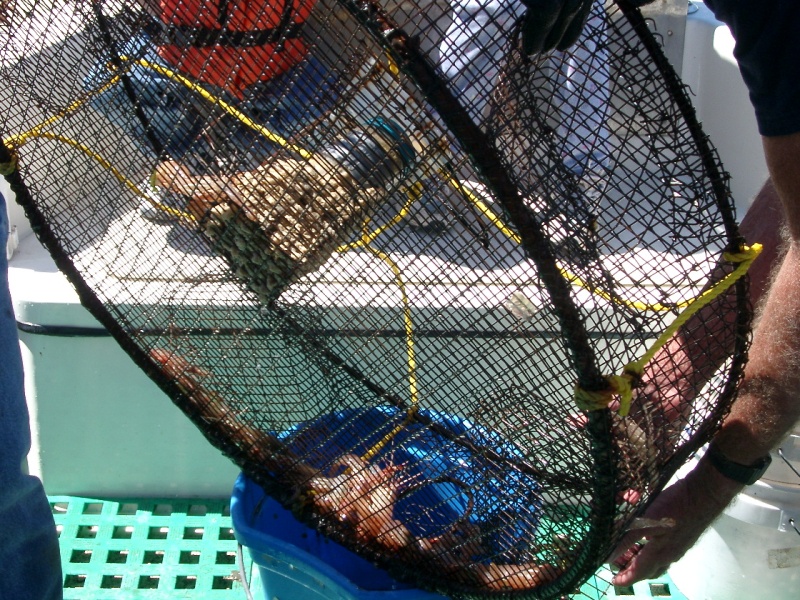 36\" home made shrimp trap