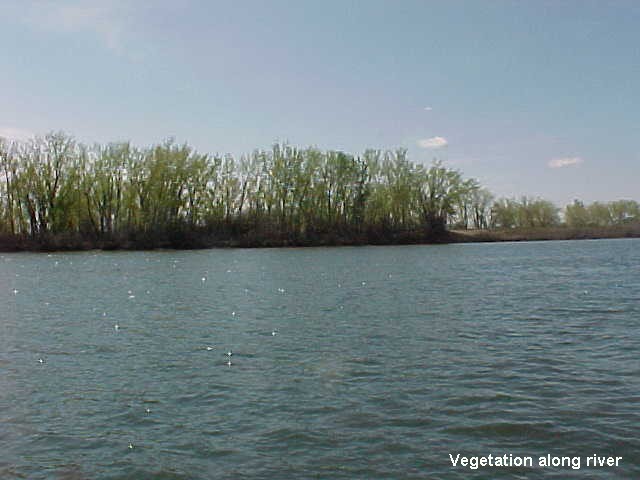 36 Vegetation along river