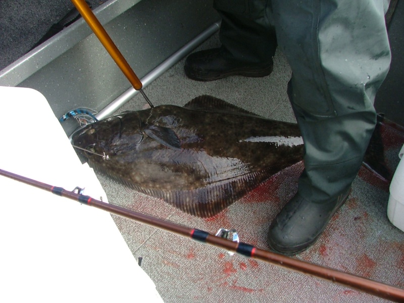 38\" Halibut from the Chicken Ranch off Newport..