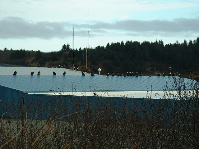 (416rigby) 37 eagles on the roof by the harbor