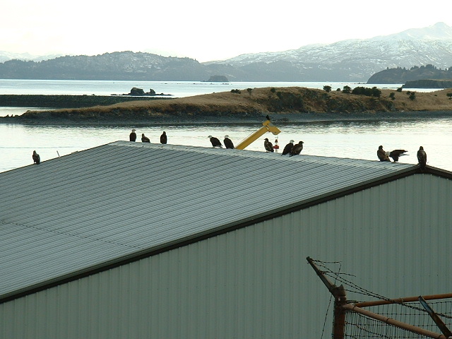 (416rigby) Eagles on the cannery roof