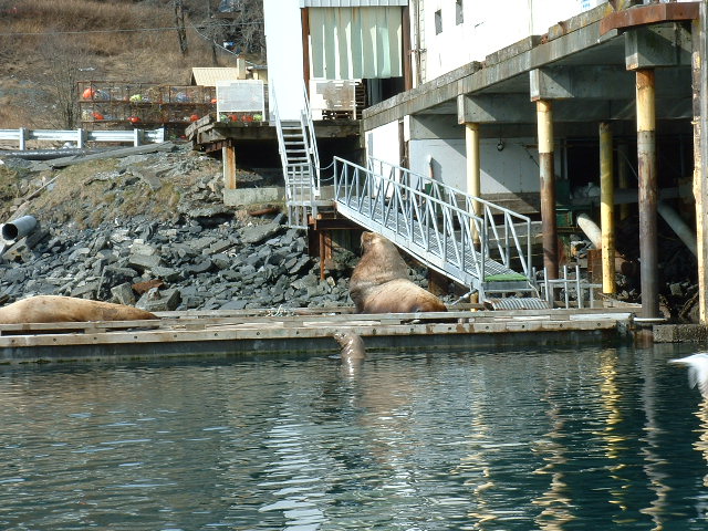 (416rigby) Stellar Sea Lions