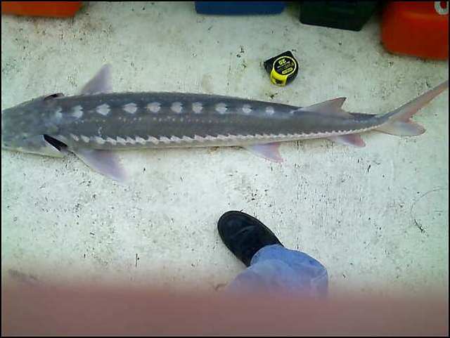 50" (Released)