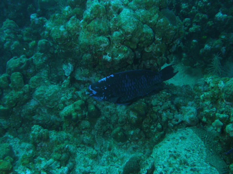 50lbs parrot fish