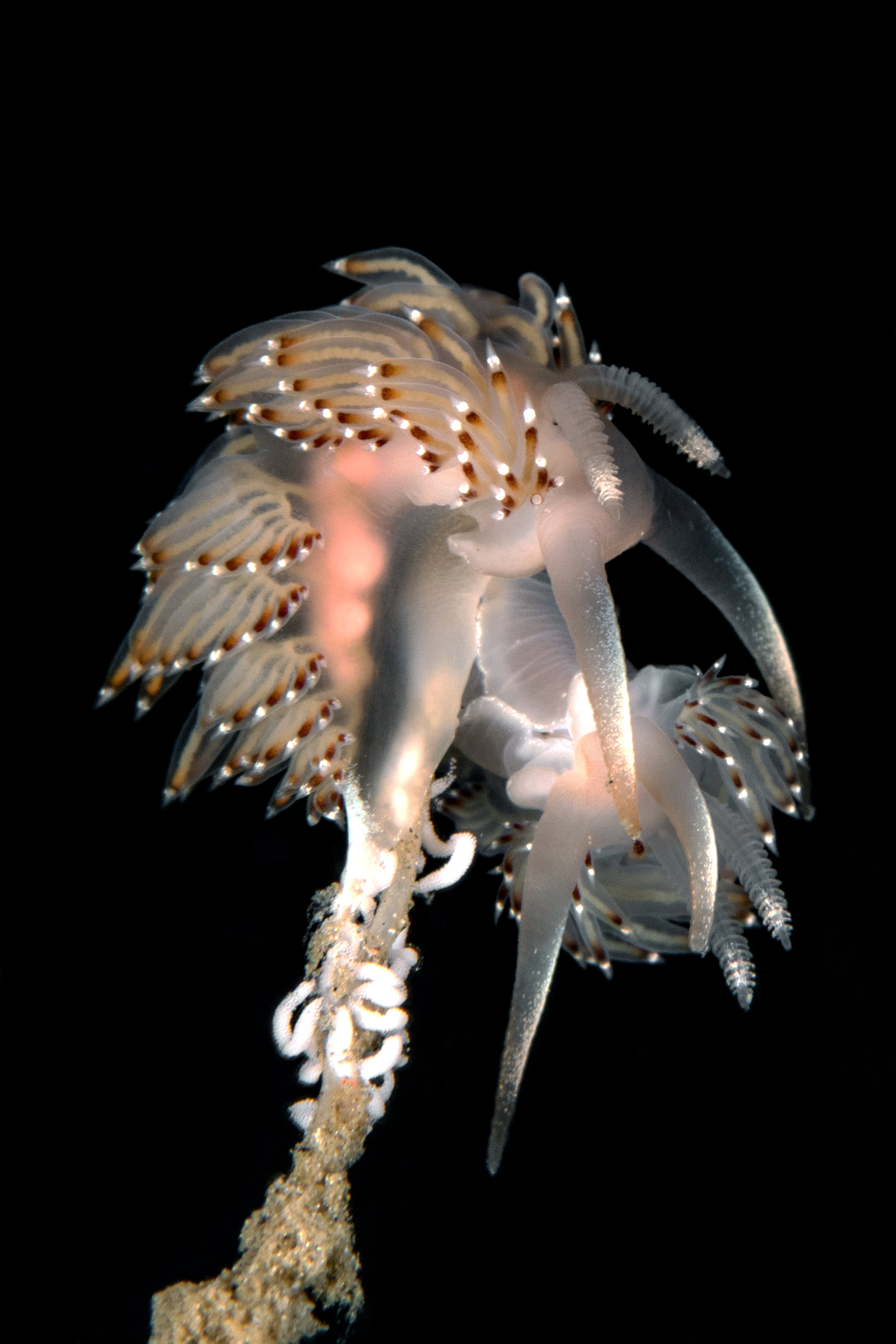 54302519787_5b80ce2ce1_o.jpg
