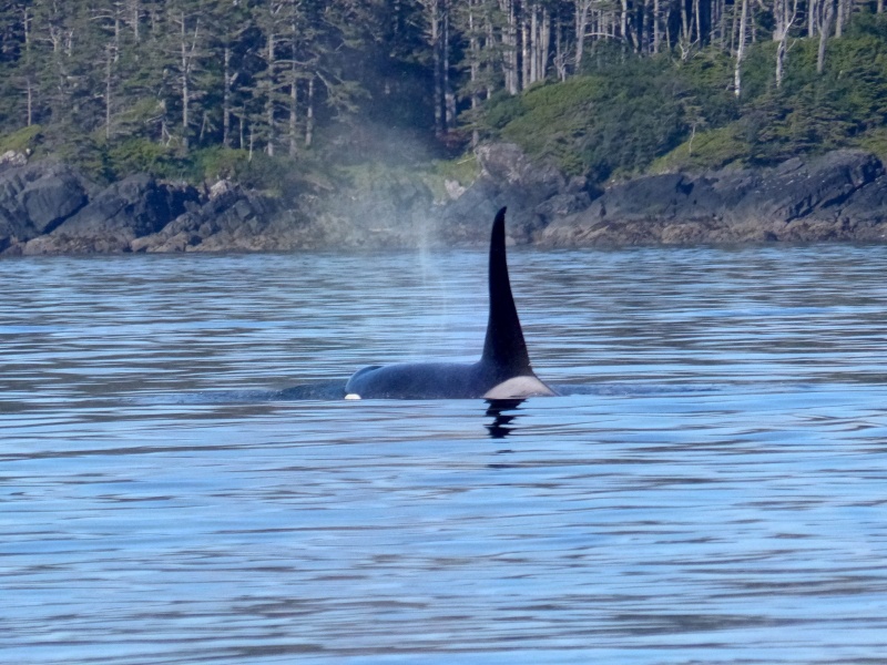 55 Orca in sight