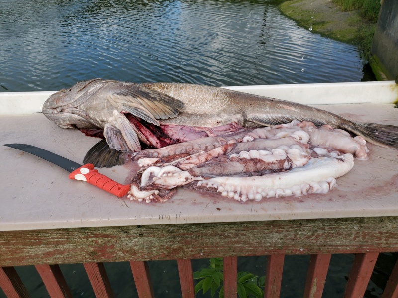 65 lb Octoling gut pile