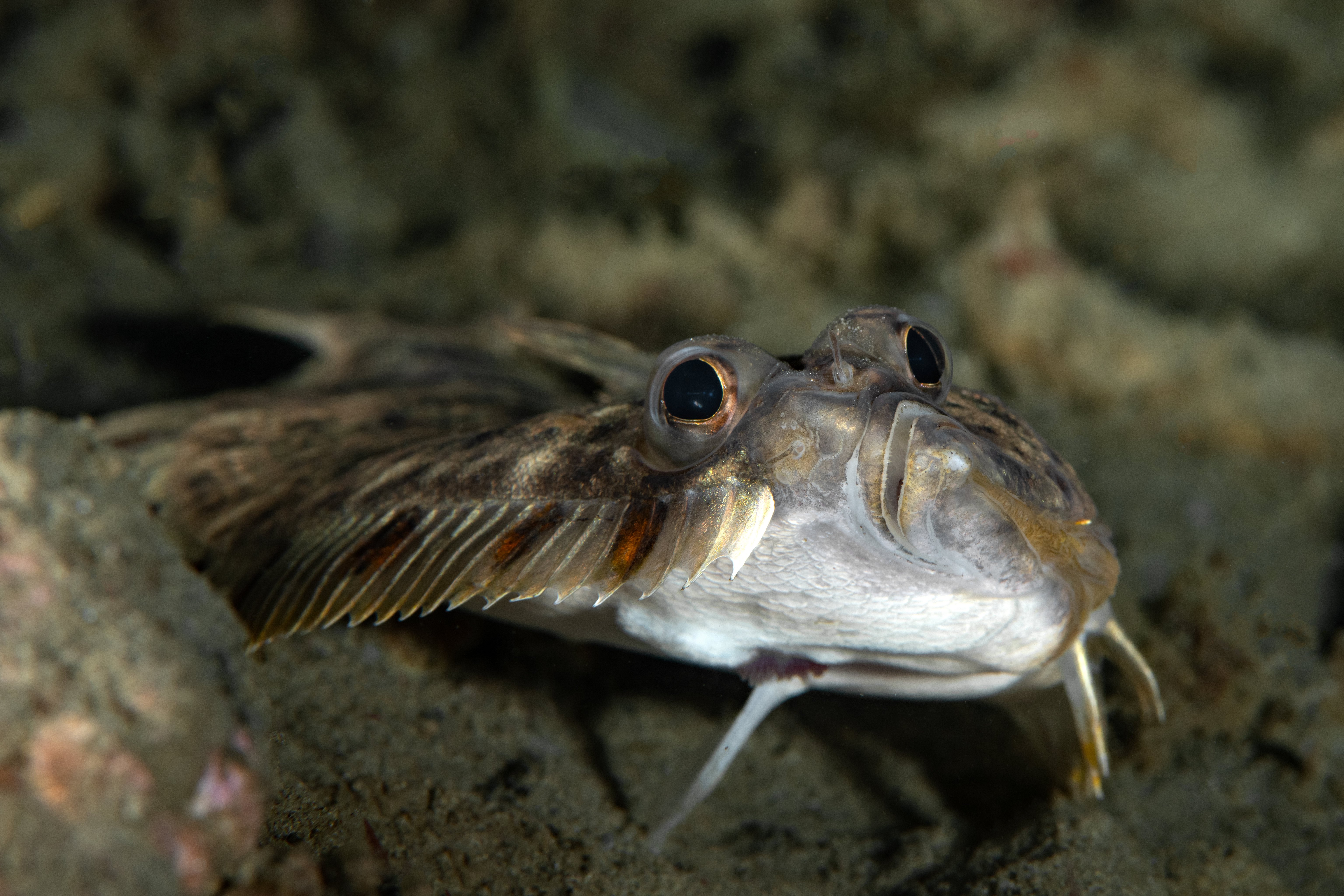 667994-s_sordidus_pacific_sanddab.jpg