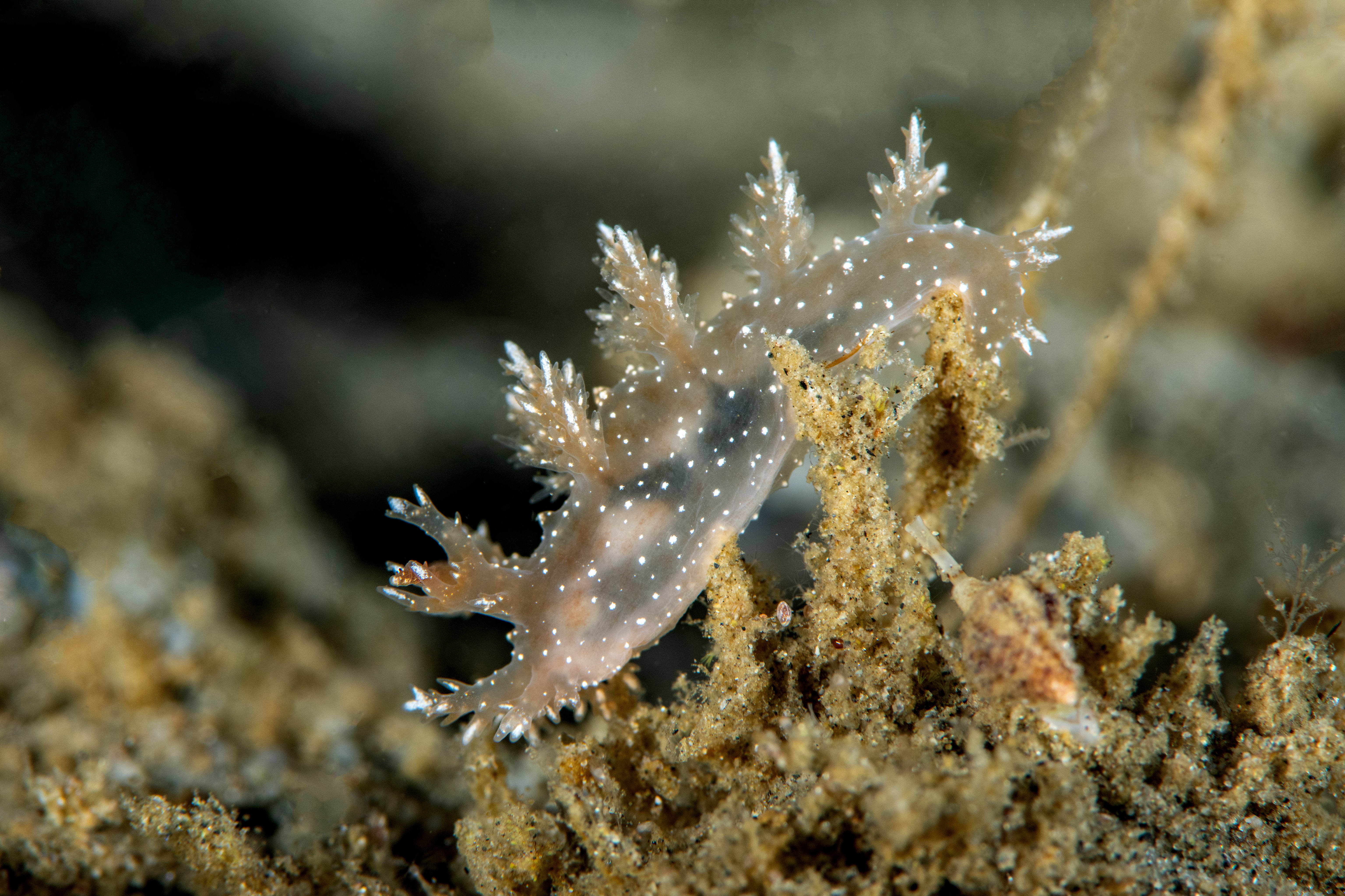 668505-dendronotus_venustus.jpg