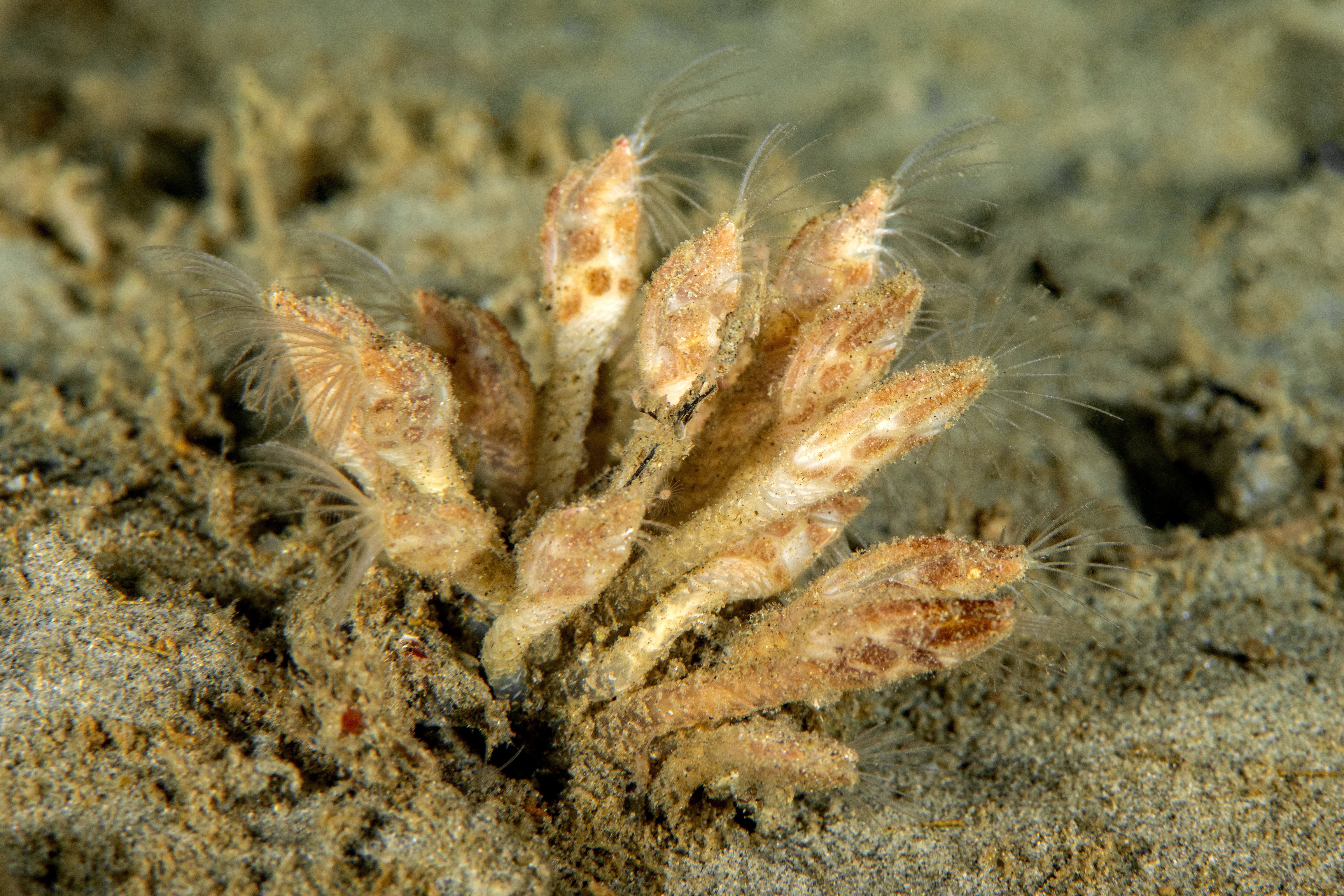 668801-atoscalpellum_californicum.jpg