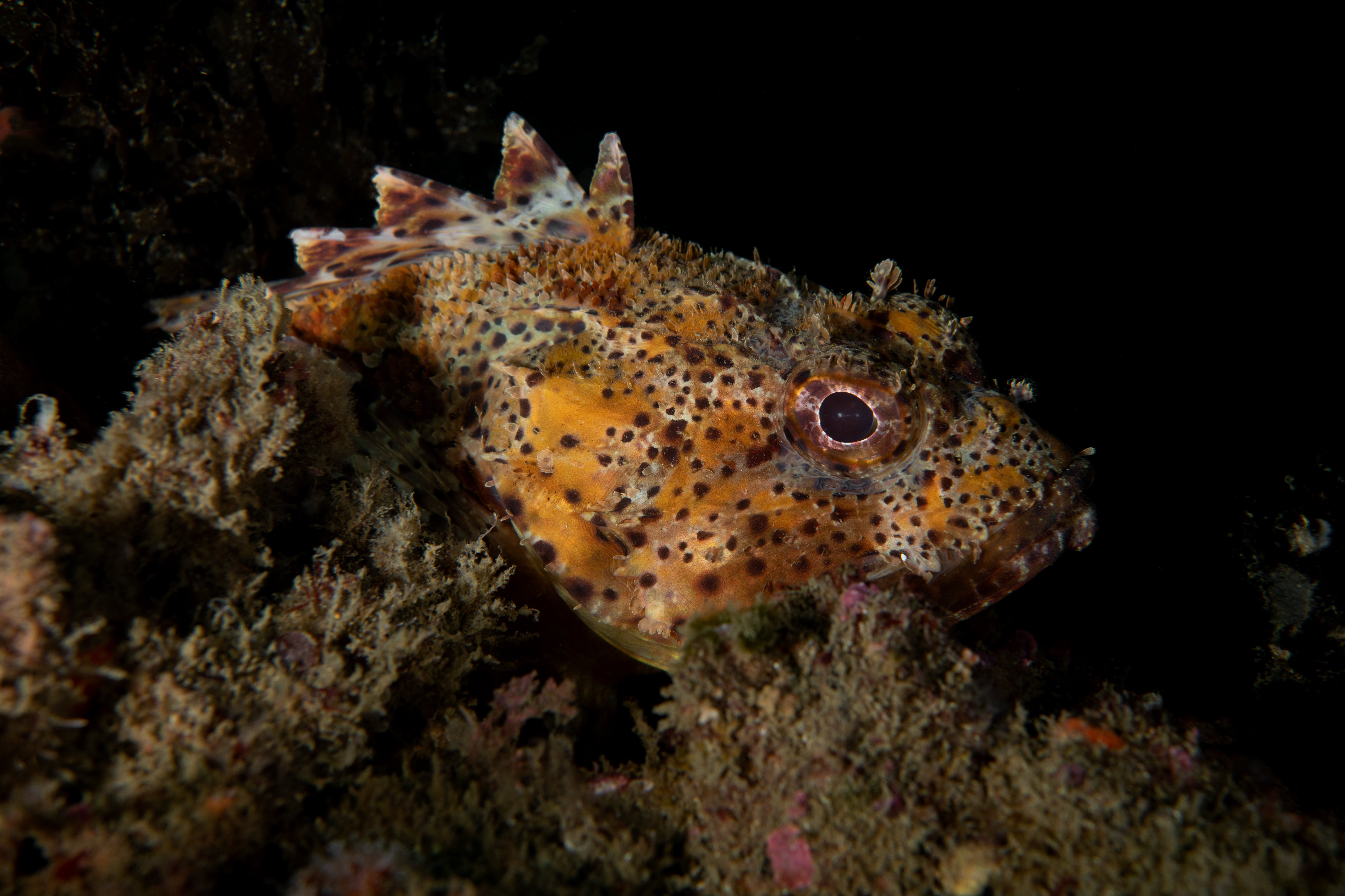 673496-ta_california_scorpionfish.jpg
