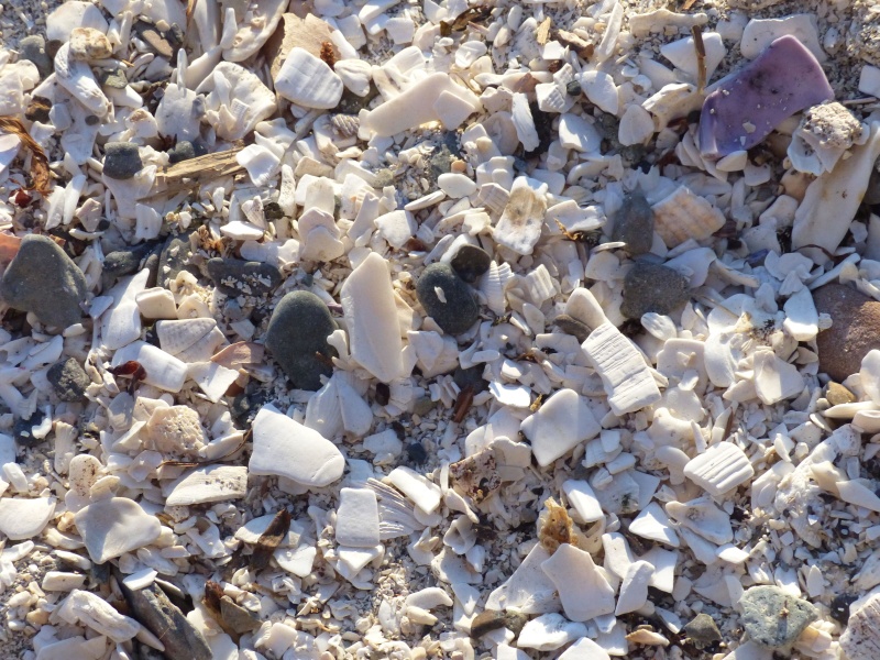 69 Shell beach at Montague Harbor