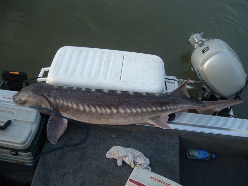 70 incher