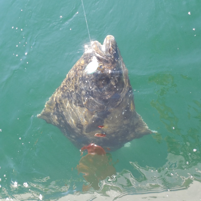 7'x4' 300+lbs on 20# Trilene & 6" GSB
Released