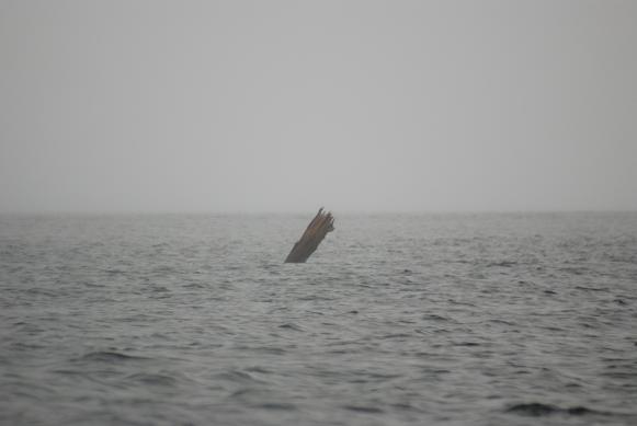 8-02-08     Log in the Fog