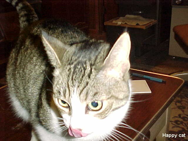 81 Happy cat