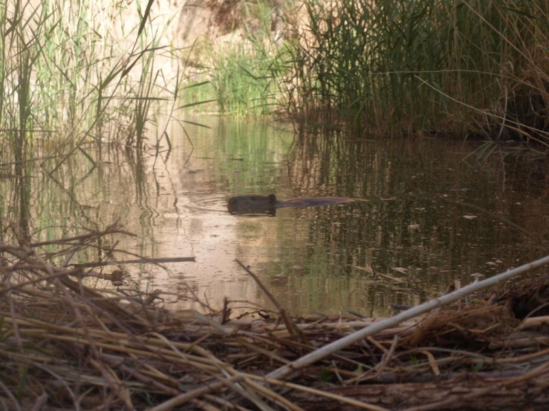 A Beaver of all things - up West Canyon