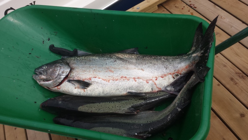 A better picture of the 23 lber