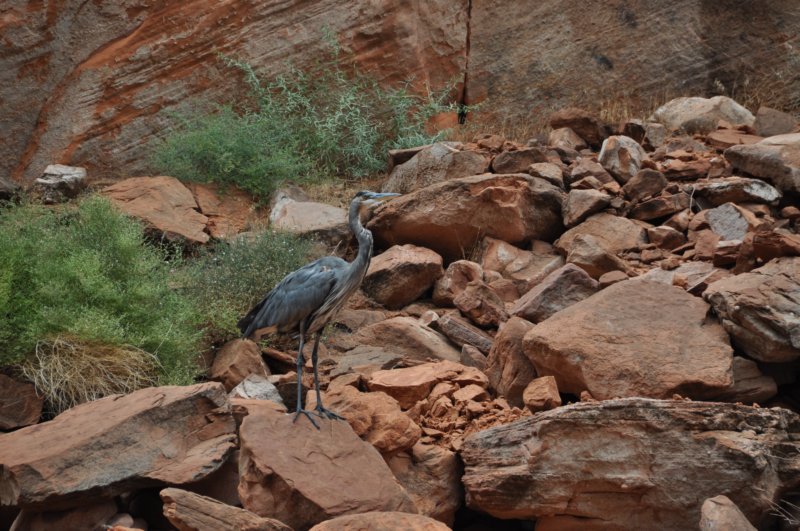 A blue herron at the back of the cove