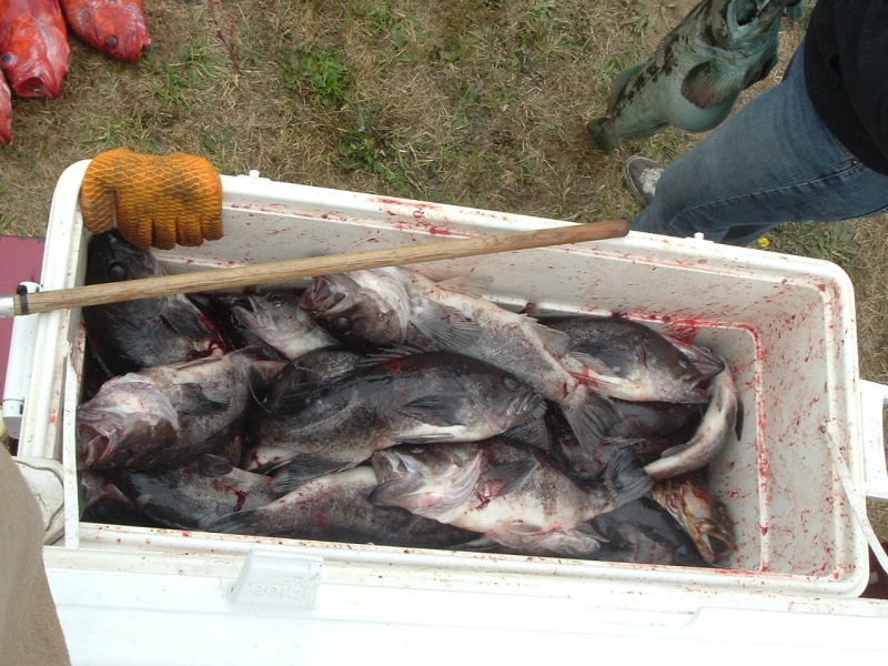 A couple limits of black rockfish taken out of Crescent City 2005