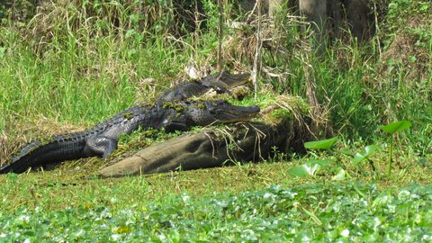 a couple locals