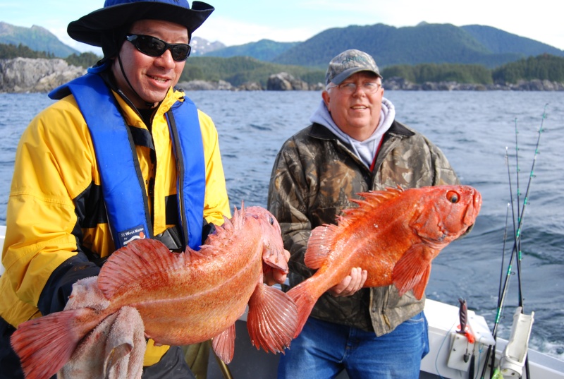 a couple of nice yellow eye