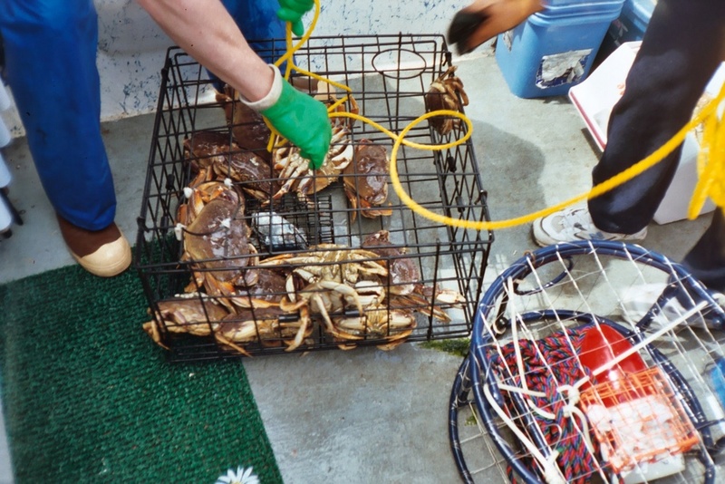 A few Dungeness Crab in the trap