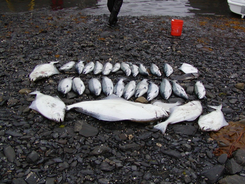A few more fish