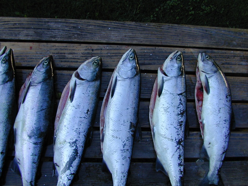A few of the 20 or so Pinks we caught, smoked and canned this year.