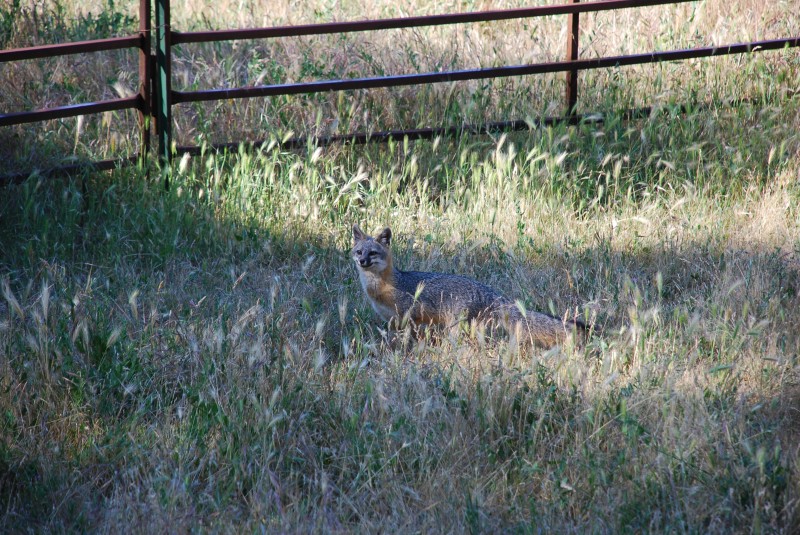 A Fox Tail in the foxtails