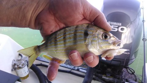 A French Grunt. Cut bait!