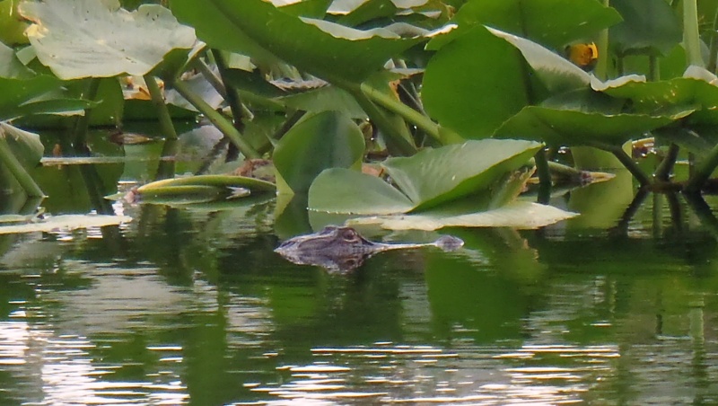 A guest that followed me while kayaking by Hontoon Marina.