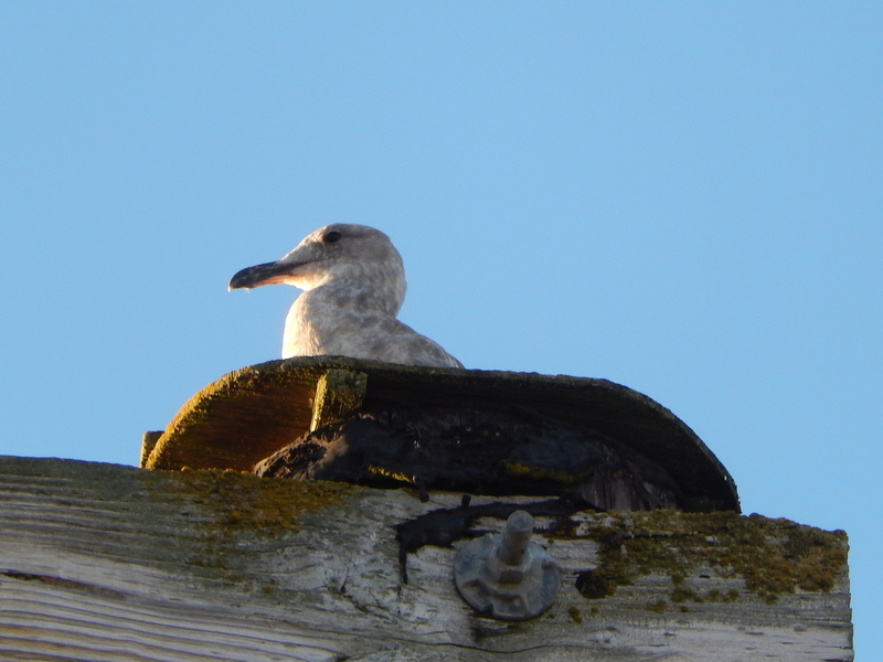 A gull roosting atop the framework for the floating dock