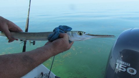 A Houndfish also called fish of many teeth