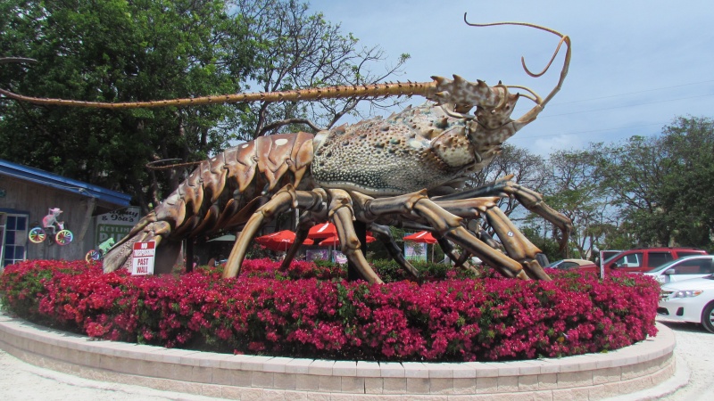 a large spiney lobster in Tavernier