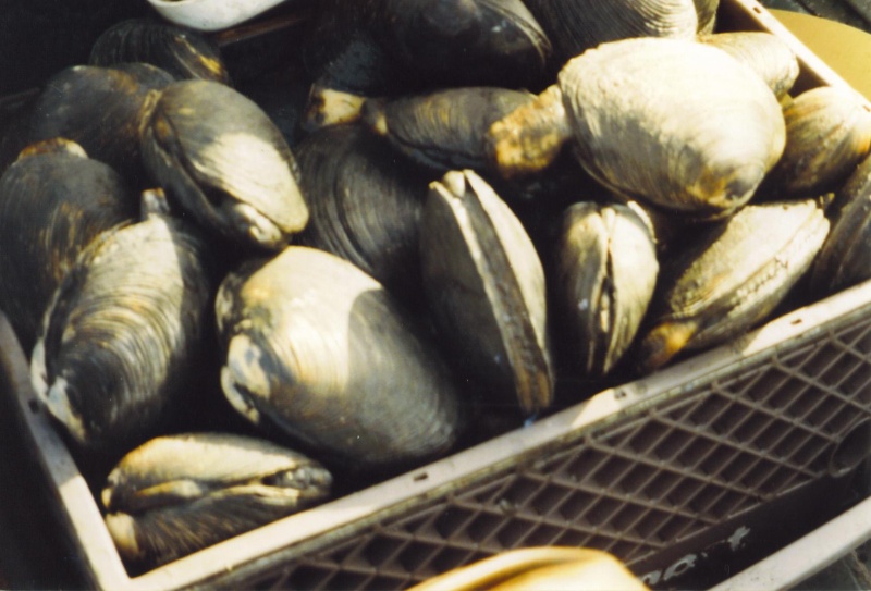 A limit of Washington Clams