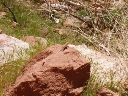 A lizard out sunning