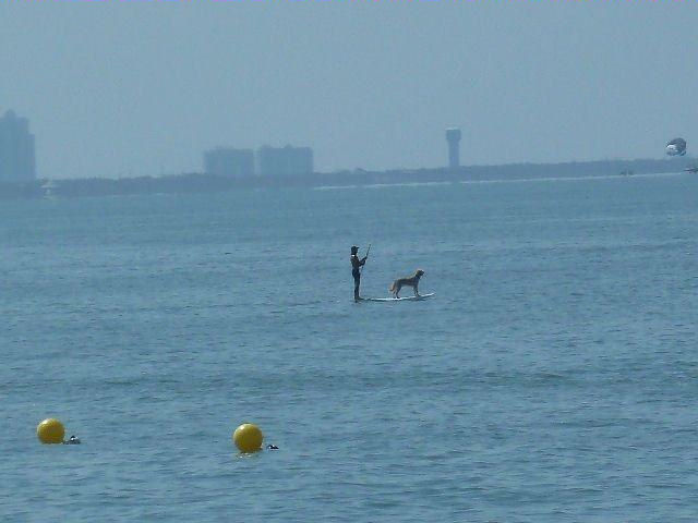 A man and his best friend in the Gulf behind The Mohawk