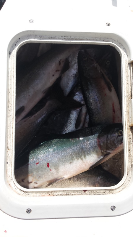 A mess of fish in the box.