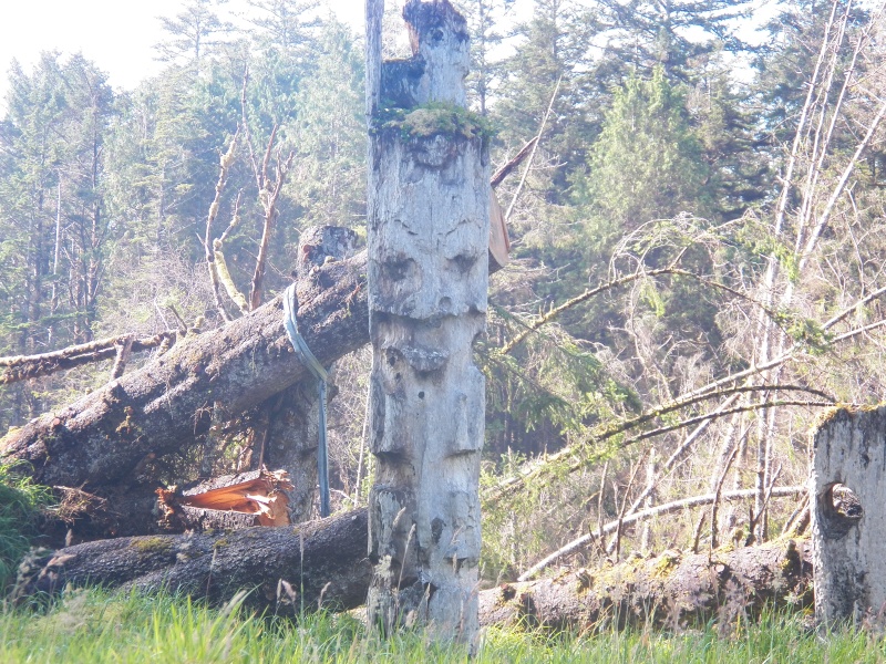 A mortuary pole that just missed being struck by the many trees that fell last year.
