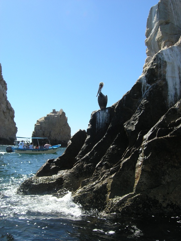 A pelican watches one of the many tour boats and water taxis near the famous Cabo rocks