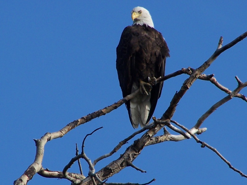 A Proud Bird!