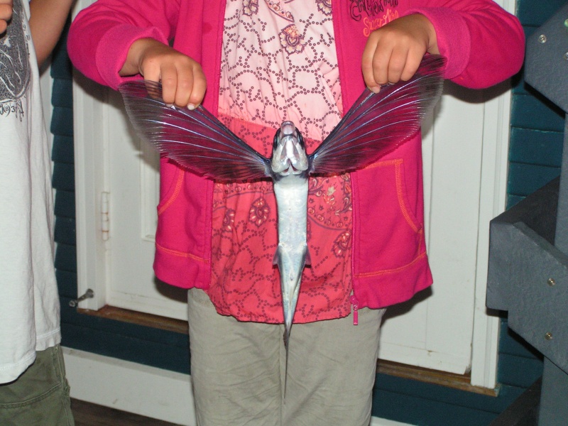 A real flying fish at Avalon!