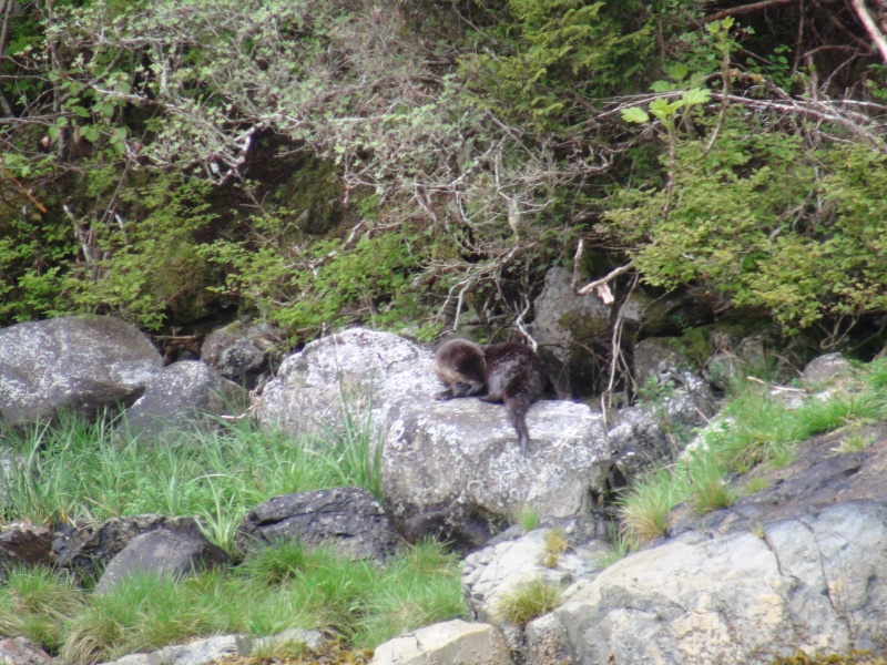 A river otter across the dock from the whale