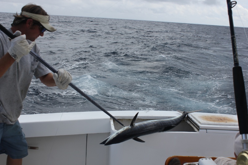 a small wahoo going in the box Oct 1st 2012 Hatteras,N.C.
