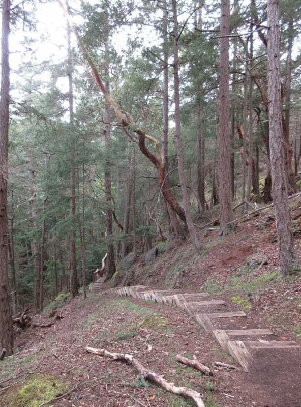 A steep decent from the Reid Harbor Trail down to the beach