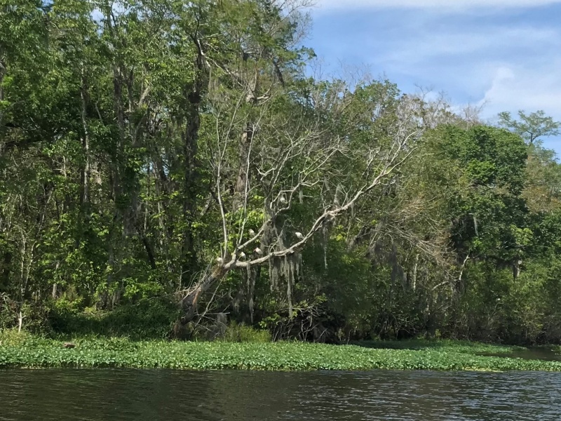A tree full of Ibis birds.