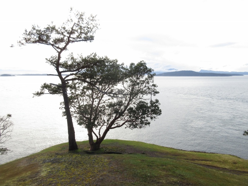 A tree up on the bluff overlooking Turn Point