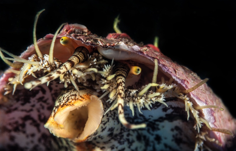 Abalone